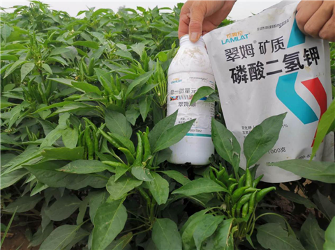 水溶肥，拉姆拉，翠姆