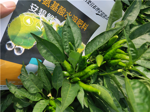 水溶肥，拉姆拉，翠姆