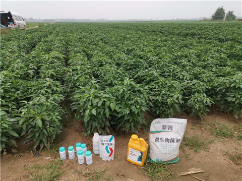 水溶肥，拉姆拉，翠姆