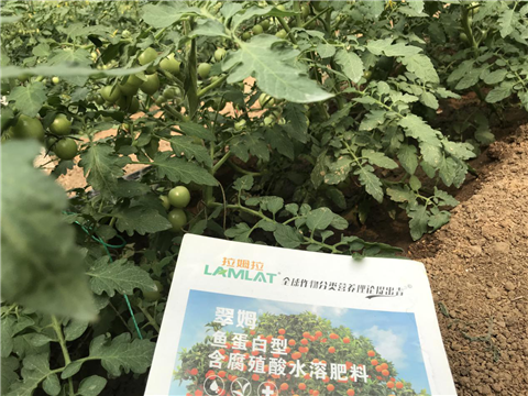 水溶肥，拉姆拉，翠姆