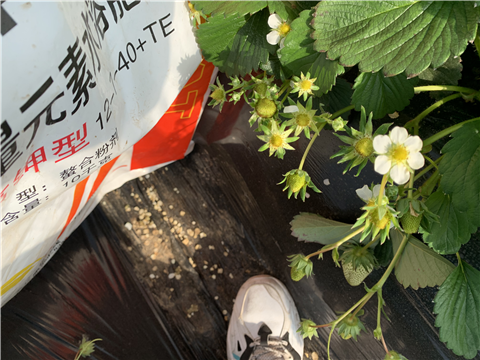 水溶肥，拉姆拉，翠姆