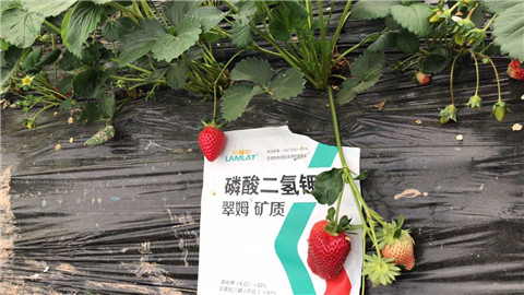 磷酸二氫鉀，拉姆拉，翠姆