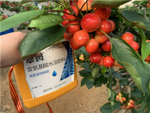 水溶肥，拉姆拉，翠姆