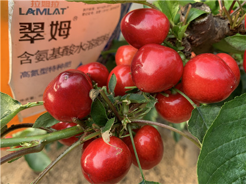 水溶肥，拉姆拉，翠姆
