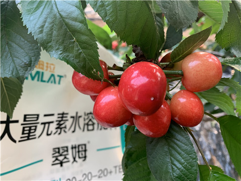 大量元素水溶肥，拉姆拉，翠姆