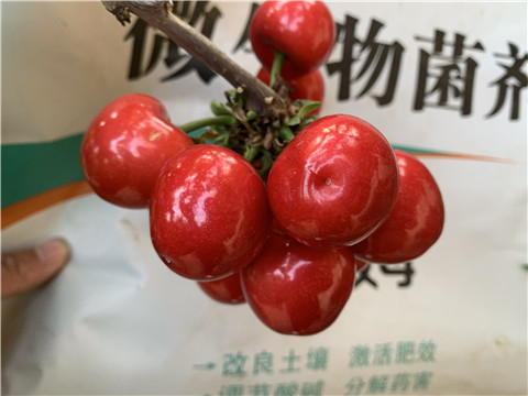 水溶肥，拉姆拉，翠姆