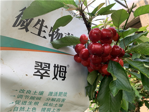 水溶肥，拉姆拉，翠姆