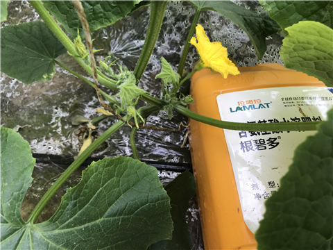 水溶肥，拉姆拉，翠姆
