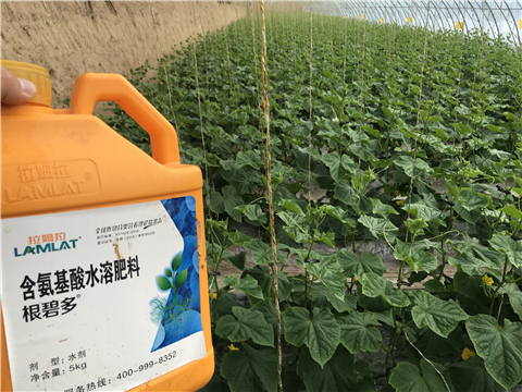 水溶肥，拉姆拉，翠姆