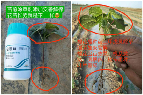 安碧解，拉姆拉，翠姆