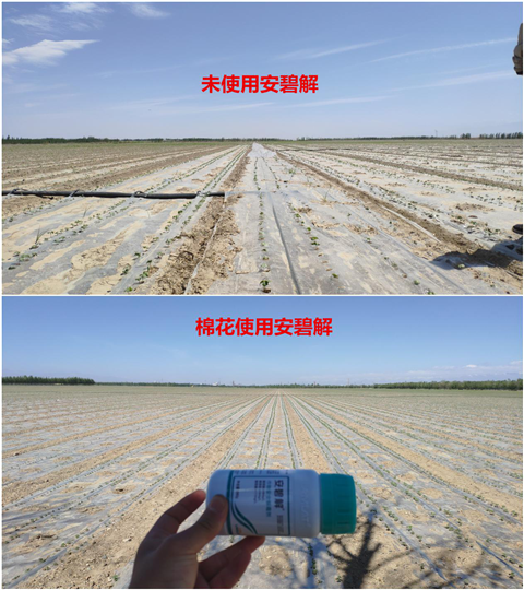 安碧解，拉姆拉，翠姆