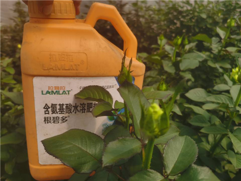 生根劑，拉姆拉，翠姆