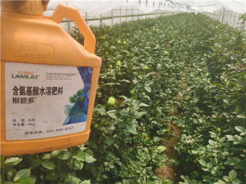 生根劑，拉姆拉，翠姆