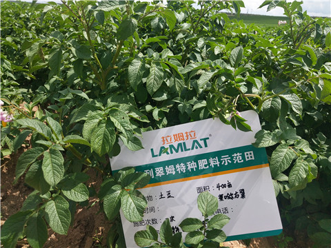 安碧解，拉姆拉，翠姆