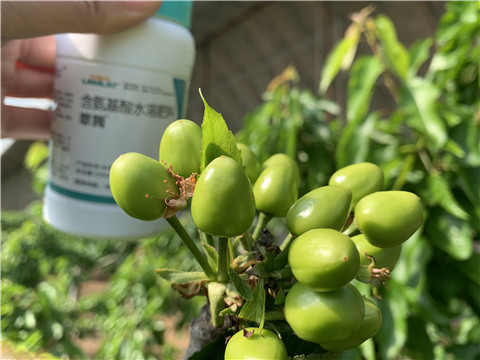氨基酸水溶肥，拉姆拉，翠姆