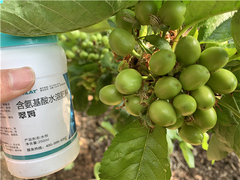 氨基酸水溶肥，拉姆拉，翠姆