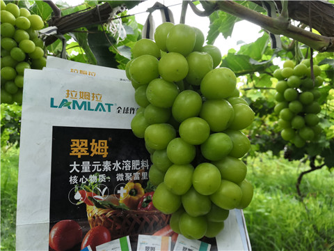 水溶肥，拉姆拉，翠姆