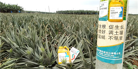 水溶肥，拉姆拉，翠姆