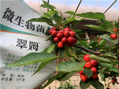 微生物菌劑，拉姆拉，翠姆
