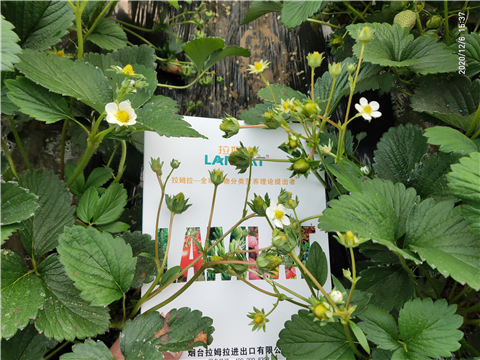 水溶肥，拉姆拉，翠姆