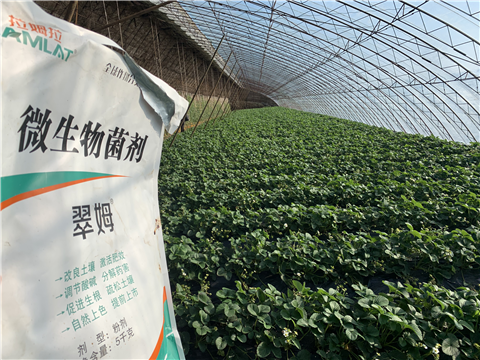 水溶肥，拉姆拉，翠姆