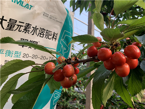 大量元素水溶肥，拉姆拉，翠姆