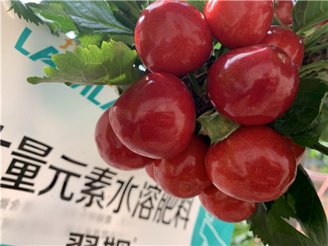 大量元素水溶肥，拉姆拉，翠姆