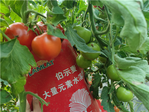 水溶肥，拉姆拉，伯示麥