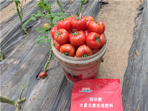 水溶肥，拉姆拉，伯示麥