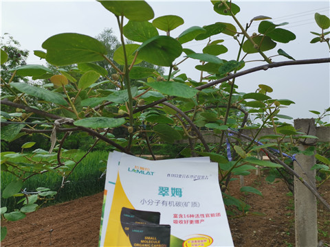 小分子有機(jī)碳，拉姆拉，翠姆