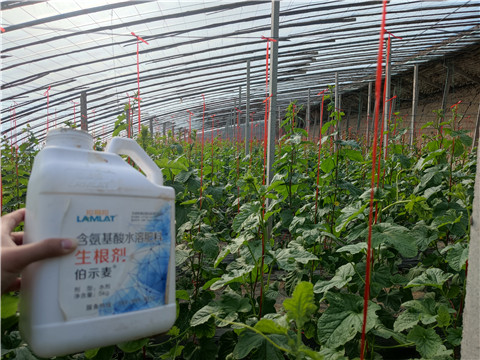 水溶肥，拉姆拉，翠姆