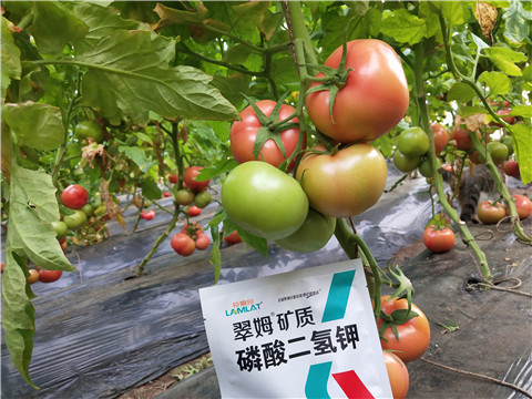 磷酸二氫鉀，拉姆拉，翠姆