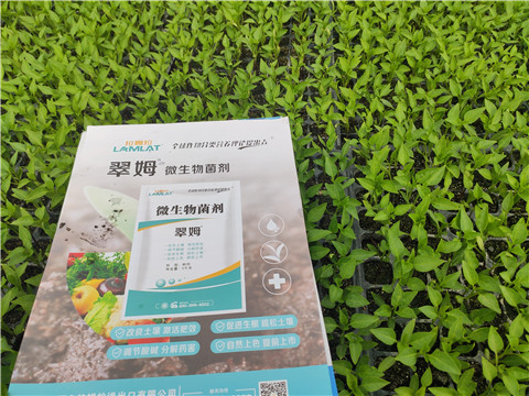 水溶肥，拉姆拉，翠姆