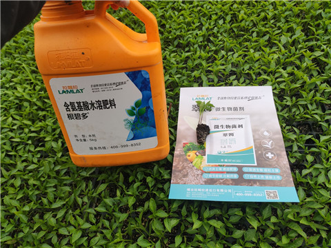 水溶肥，拉姆拉，翠姆