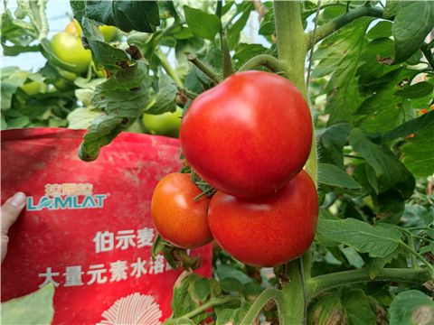 水溶肥，拉姆拉，伯示麥 