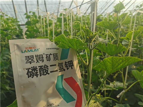 水溶肥，拉姆拉，翠姆
