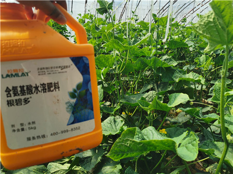 水溶肥，拉姆拉，翠姆