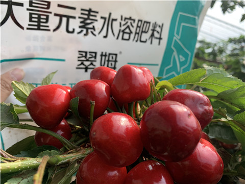 水溶肥，拉姆拉，翠姆