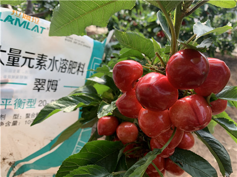 水溶肥，拉姆拉，翠姆