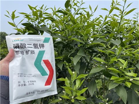 葉面肥，拉姆拉，翠姆