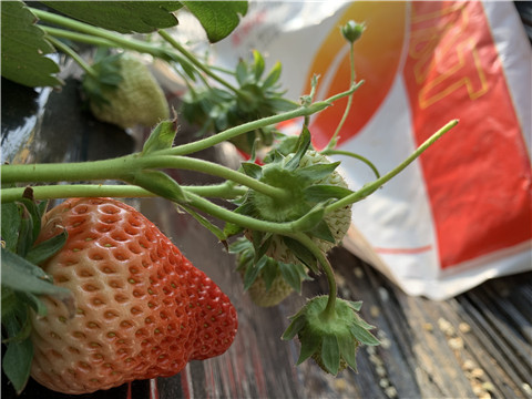 草莓施肥管理，拉姆拉，翠姆