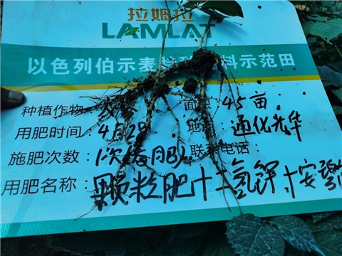 水溶肥，拉姆拉，翠姆