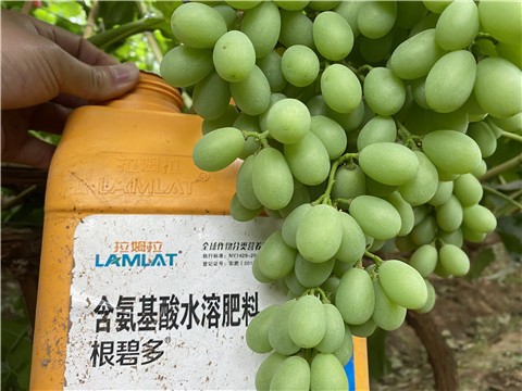 生根劑，翠姆，拉姆拉
