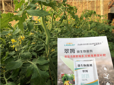 微生物菌劑，翠姆，拉姆拉