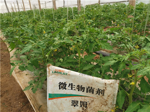 微生物菌劑，翠姆，拉姆拉