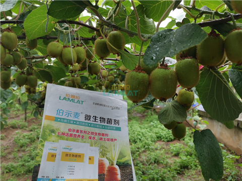 生根劑，翠姆，拉姆拉