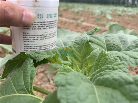 水溶肥，翠姆，拉姆拉