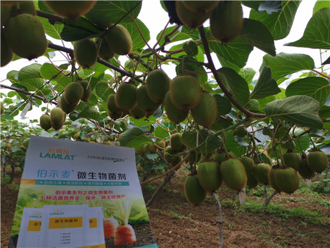 水溶肥，伯示麥，拉姆拉