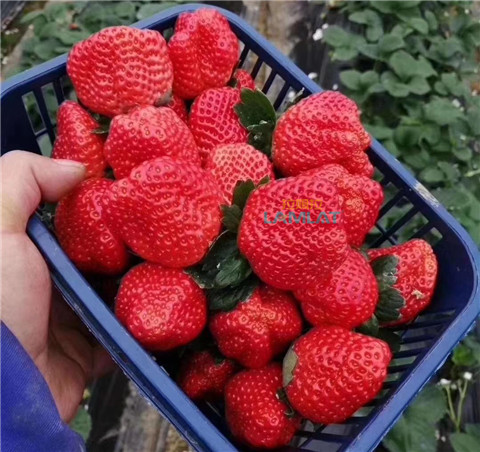 鈣肥，翠姆，拉姆拉