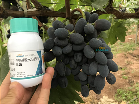 鈣肥，翠姆，拉姆拉